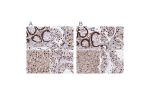 Immunohistochemical staining of human colon, kidney, liver and testis using Anti-HDGF antibody HPA048728 (A) shows similar protein distribution across tissues to independent antibody HPA053422 (B).