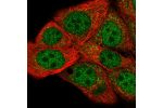 Immunofluorescent staining of human cell line MCF7 shows localization to nucleoplasm & cytosol.