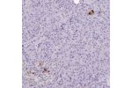 Immunohistochemical staining of human pancreas shows strong cytoplasmic positivity in a subset of cells in islets of Langerhans.