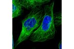 Immunofluorescent staining of human cell line U-2 OS shows localization to microtubules & cytokinetic bridge.