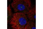 Immunofluorescent staining of human cell line A-431 shows localization to microtubule organizing center.