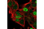 Immunofluorescent staining of human cell line Hep G2 shows localization to nucleoplasm.