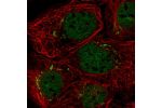 Immunofluorescent staining of human cell line A-431 shows localization to nucleoplasm & the Golgi apparatus.