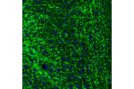 Immunofluorescence staining of mouse dorsal tenia tecta shows positivity in neuronal processes.