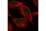 Immunofluorescent staining of human cell line U-251 MG shows localization to nucleoplasm.