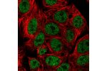 Immunofluorescent staining of human cell line Hep G2 shows localization to nucleoplasm.