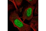 Immunofluorescent staining of human cell line U-2 OS shows localization to nucleoplasm.