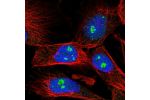 Immunofluorescent staining of human cell line U-251 MG shows localization to nucleus & nucleoli fibrillar center.