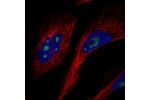 Immunofluorescent staining of human cell line U-2 OS shows localization to nucleoli.