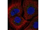 Immunofluorescent staining of human cell line HaCaT shows localization to vesicles.