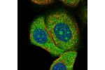 Immunofluorescent staining of human cell line MCF7 shows localization to nucleoli & cytosol.