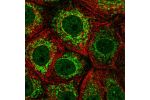Immunofluorescent staining of human cell line MCF7 shows localization to nucleoplasm, nuclear membrane & mitochondria.