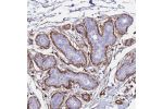 Immunohistochemical staining of human breast shows strong cytoplasmic and membranous positivity in myoepithelial cells.