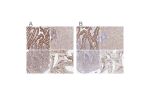 Immunohistochemical staining of human gastrointestinal, liver, skin and testis using Anti-MAVS antibody HPA049850 (A) shows similar protein distribution across tissues to independent antibody HPA053524 (B).