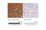 Immunohistochemistry analysis in human cerebral cortex and kidney tissues using Anti-DNM1 antibody. Corresponding DNM1 RNA-seq data are presented for the same tissues.
