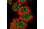 Immunofluorescent staining of human cell line MCF7 shows localization to nucleoplasm, nuclear bodies & cytosol.