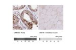 Immunohistochemistry analysis in human testis and skeletal muscle tissues using Anti-GMNN antibody. Corresponding GMNN RNA-seq data are presented for the same tissues.