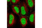 Immunofluorescent staining of human cell line HEK 293 shows localization to nucleus & plasma membrane.