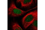 Immunofluorescent staining of human cell line U-2 OS shows localization to nucleus.