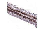 Immunohistochemical staining of human Retina shows strong nuclear positivity in photoreceptor cells, cells in inner nuclear layer and ganglion cells.
