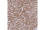 Immunohistochemical staining of human duodenum shows moderate granular cytoplasmic positivity in glandular cells.
