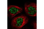 Immunofluorescent staining of human cell line A-431 shows localization to nuclear speckles.