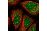 Immunofluorescent staining of human cell line U-2 OS shows localization to nucleus, nucleoli fibrillar center & cytosol.
