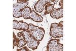 Immunohistochemical staining of human placenta shows strong positivity.