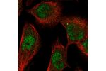 Immunofluorescent staining of human cell line U-251 MG shows localization to nuclear speckles.