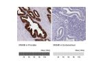 Immunohistochemistry analysis in human prostate and endometrium tissues using Anti-MSMB antibody. Corresponding MSMB RNA-seq data are presented for the same tissues.