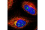 Immunofluorescent staining of human cell line HeLa shows localization to nucleoli, cytosol & the Golgi apparatus.