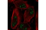 Immunofluorescent staining of human cell line U-251 MG shows localization to nuclear speckles.