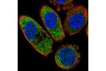 Immunofluorescent staining of human cell line PC-3 shows localization to cytosol.