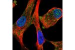 Immunofluorescent staining of human cell line A549 shows localization to nucleoplasm, cytosol & vesicles.