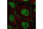 Immunofluorescent staining of human cell line CACO-2 shows localization to nucleoplasm & cell junctions.