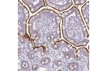 Immunohistochemical staining of human small intestine shows strong cytoplasmic and membranous positivity in glandular cells.