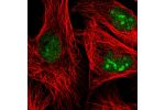 Immunofluorescent staining of human cell line U-2 OS shows localization to nucleoplasm & nucleoli.