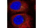 Immunofluorescent staining of human cell line A-431 shows localization to microtubule organizing center & vesicles.