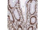 Immunohistochemical staining of human stomach shows strong nuclear positivity in glandular cells.