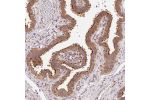 Immunohistochemical staining of human fallopian tube shows strong cytoplasmic positivity in glandular cells.