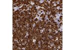 Immunohistochemical staining of human thymus shows strong nuclear positivity in cortical cells.