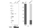 Western blot analysis in human cell line A-549 and human cell line SK-MEL-30.