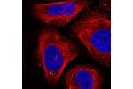 Immunofluorescent staining of human cell line U-2 OS shows localization to vesicles.