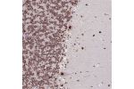 Immunohistochemical staining of human cerebellum shows strong nuclear positivity in Purkinje cells.