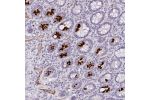 Immunohistochemical staining of human small intestine shows strong cytoplasmic positivity in glandular cells.