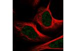 Immunofluorescent staining of human cell line U-2 OS shows localization to nucleoplasm.