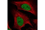 Immunofluorescent staining of human cell line U-2 OS shows localization to nucleoplasm.
