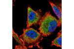 Immunofluorescent staining of human cell line U-251 MG shows localization to cytosol.