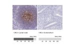Immunohistochemistry analysis in human lymph node and endometrium tissues using HPA052942 antibody. Corresponding CR2 RNA-seq data are presented for the same tissues.