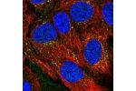 Immunofluorescent staining of human cell line CACO-2 shows localization to vesicles.